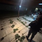 Llamó por aparente robo y encontraron plantas de marihuana